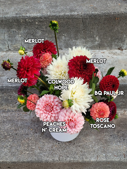 Merlot - Dahlia Tuber