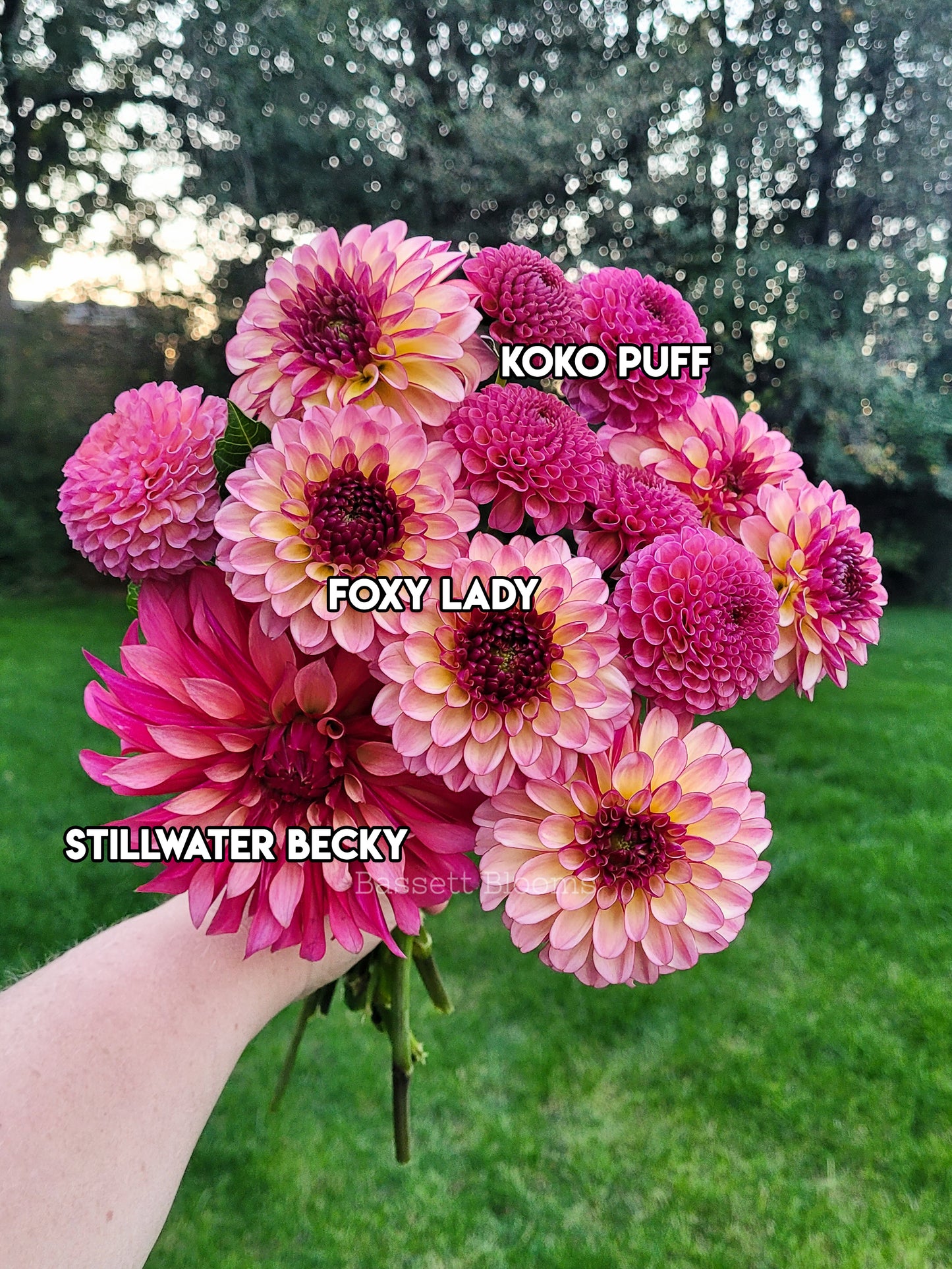 Koko Puff - Dahlia Tuber