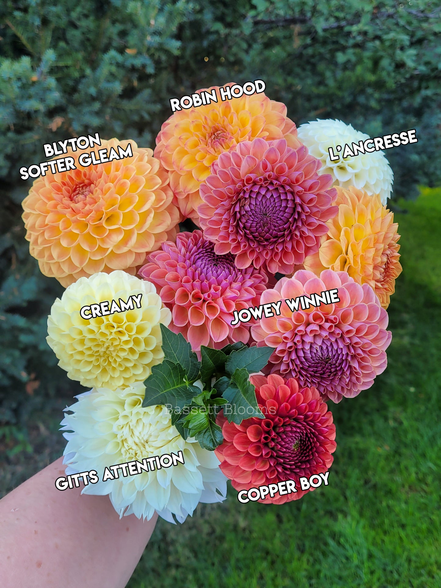 Robin Hood - Dahlia Tuber