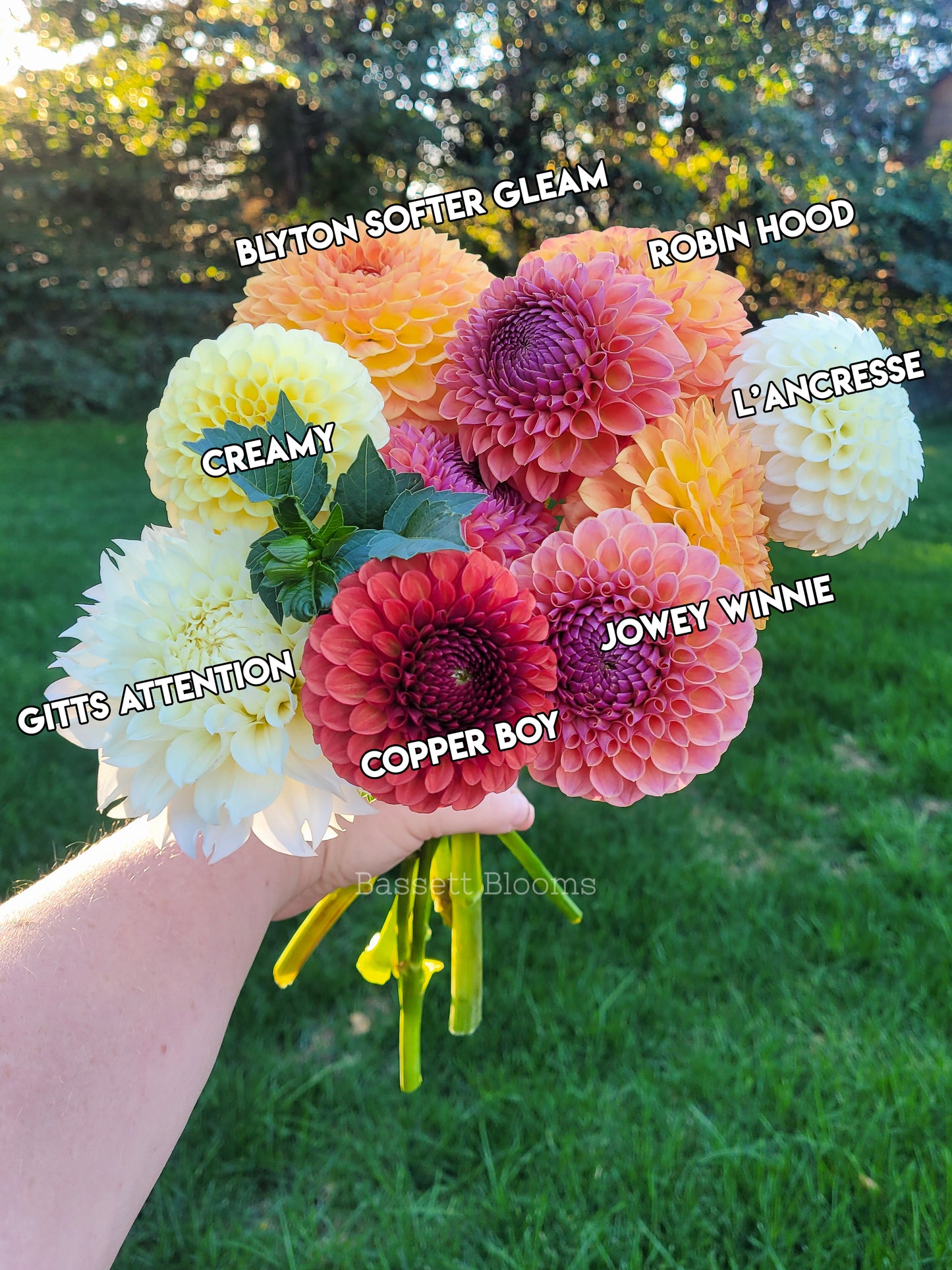 Gitts Attention - Dahlia Tuber