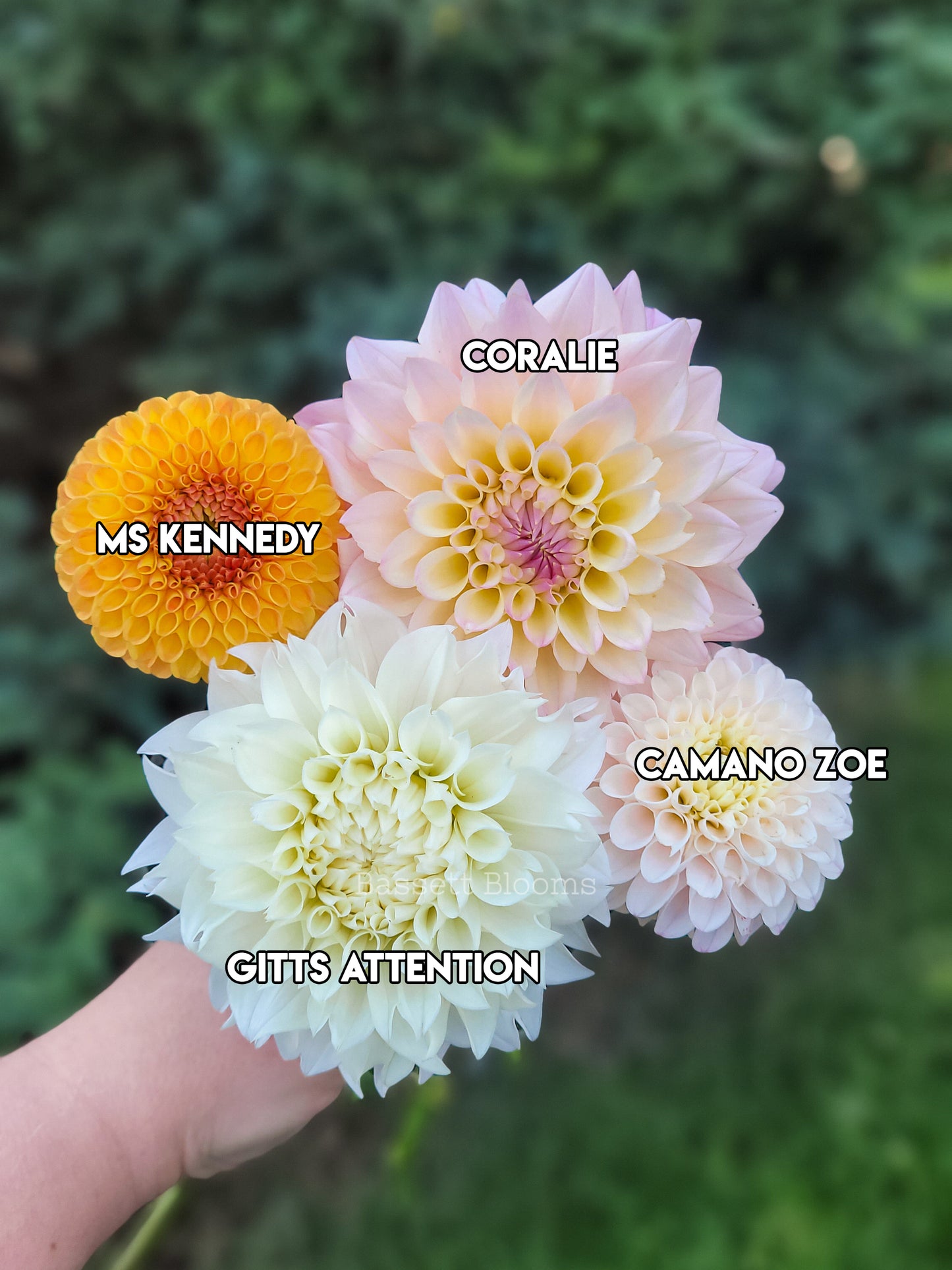 Ms Kennedy - Dahlia Tuber