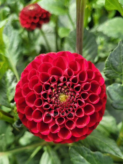 Bloomquist Paul Jr - Dahlia Tuber