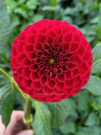 Bloomquist Paul Jr - Dahlia Tuber