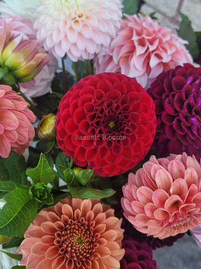 Bloomquist Paul Jr - Dahlia Tuber