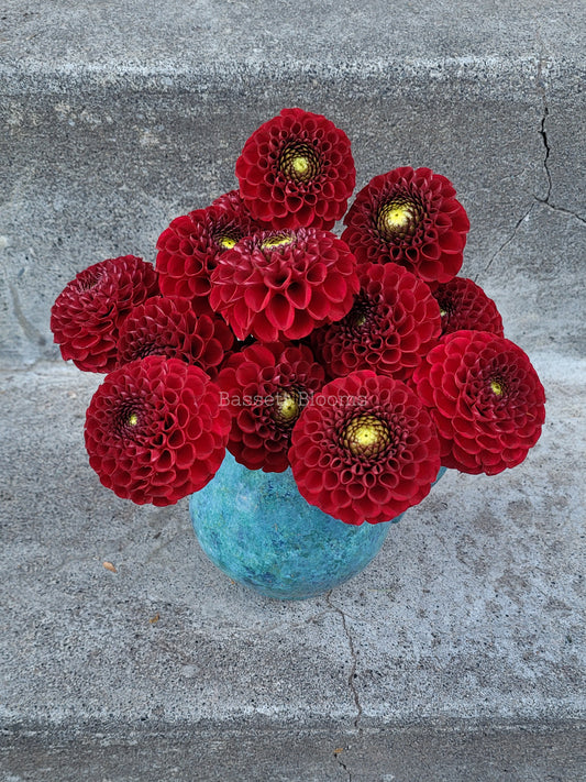 Bloomquist Paul Jr - Dahlia Tuber