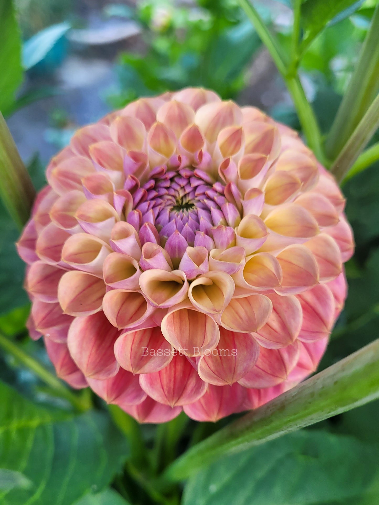 Baby Cakes - Dahlia Tuber