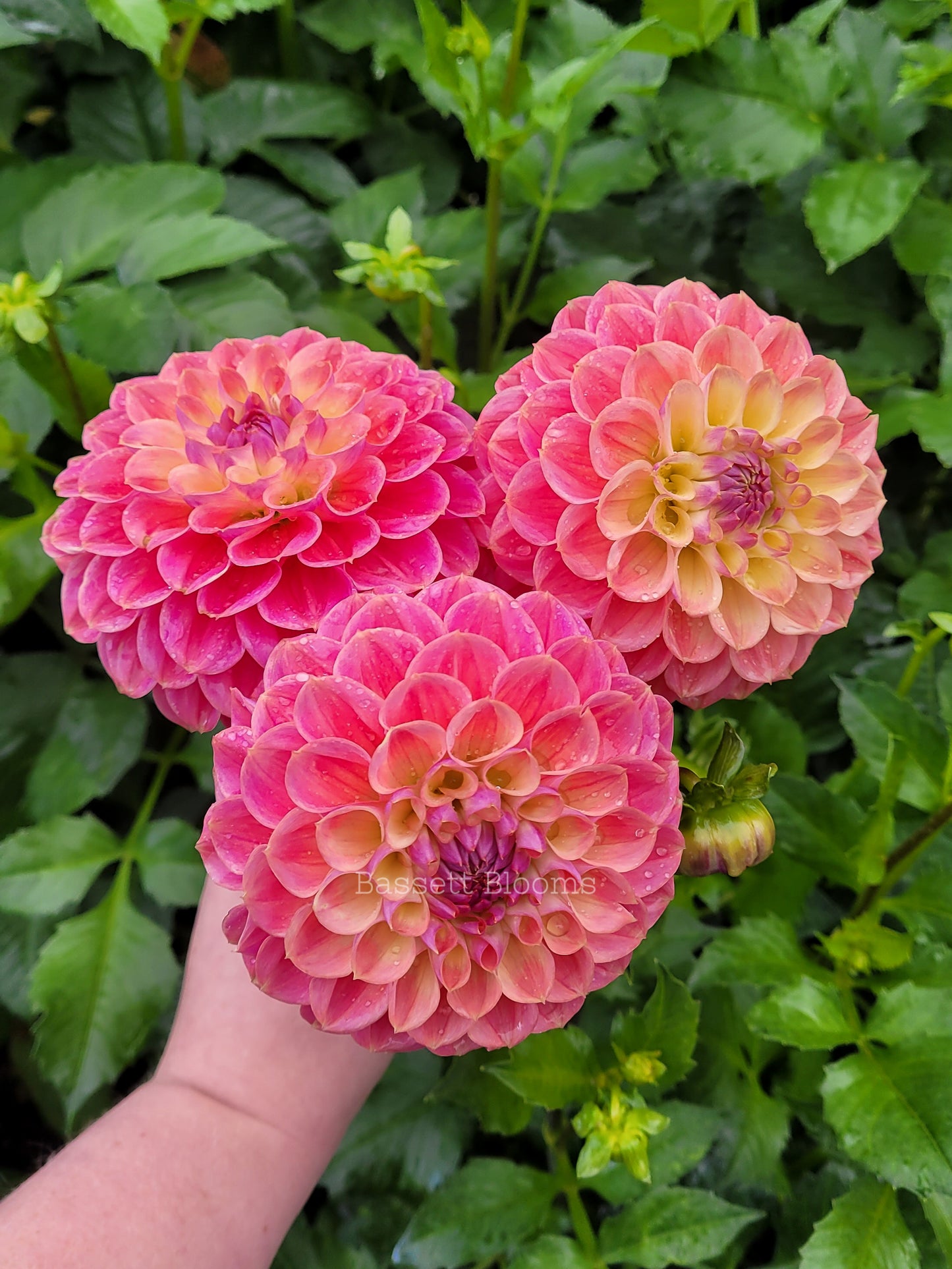 Baby Cakes - Dahlia Tuber