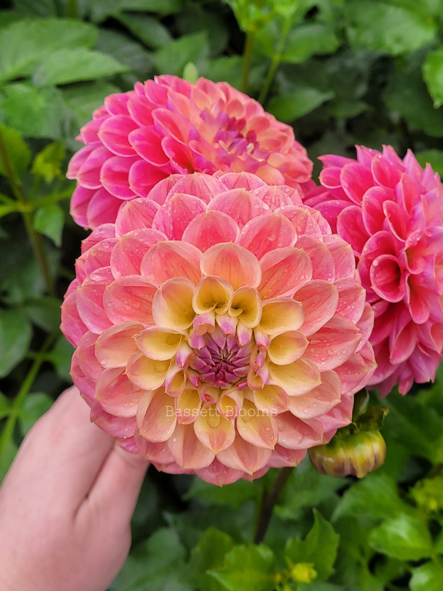 Baby Cakes - Dahlia Tuber