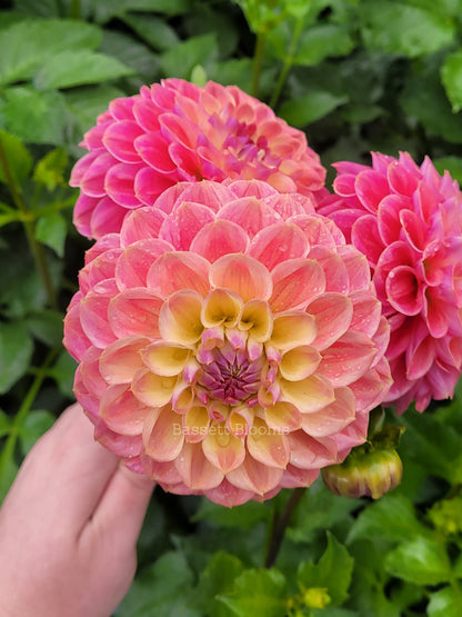 Baby Cakes - Dahlia Tuber