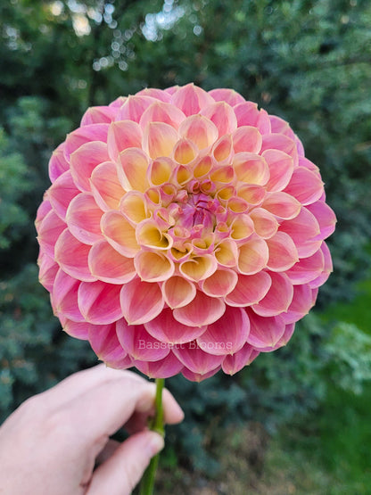 Baby Cakes - Dahlia Tuber