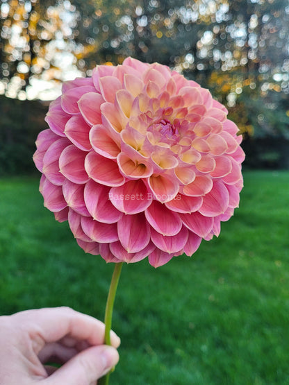 Baby Cakes - Dahlia Tuber