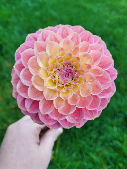 Baby Cakes - Dahlia Tuber