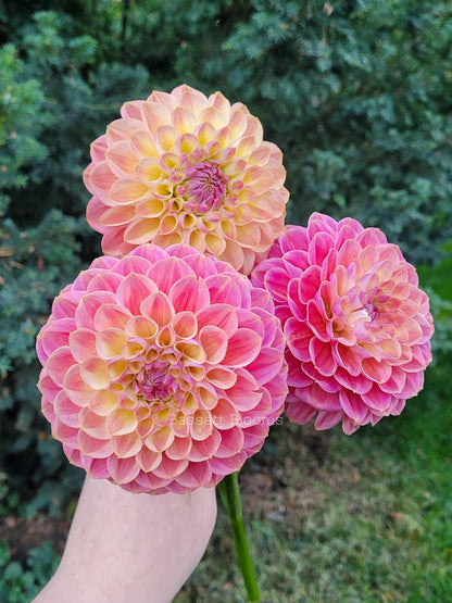 Baby Cakes - Dahlia Tuber