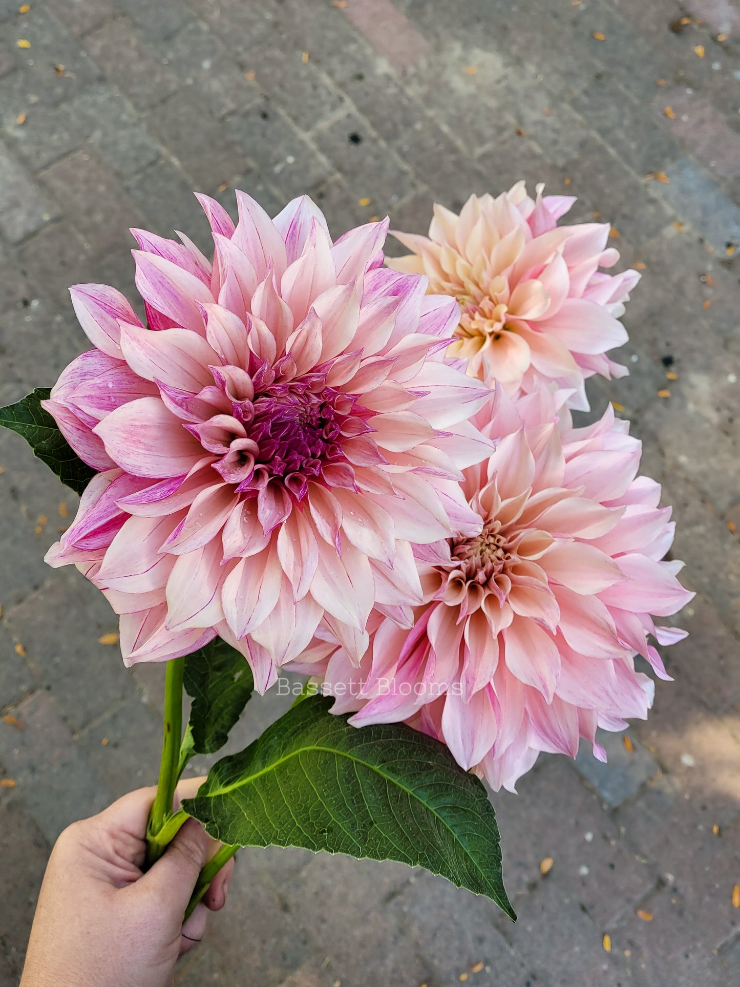 Cafe au Lait Royal - Dahlia Tuber