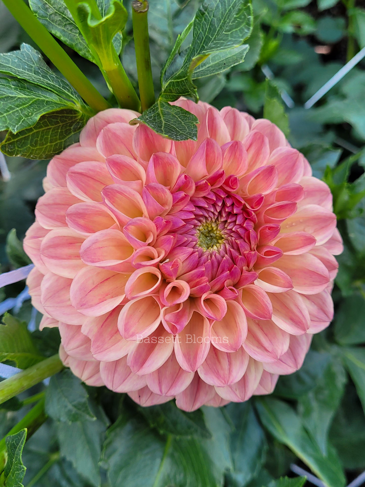 Clearview Peachy - Dahlia Tuber
