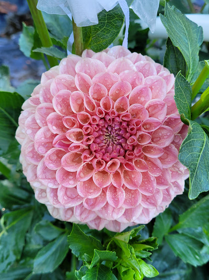 Clearview Peachy - Dahlia Tuber