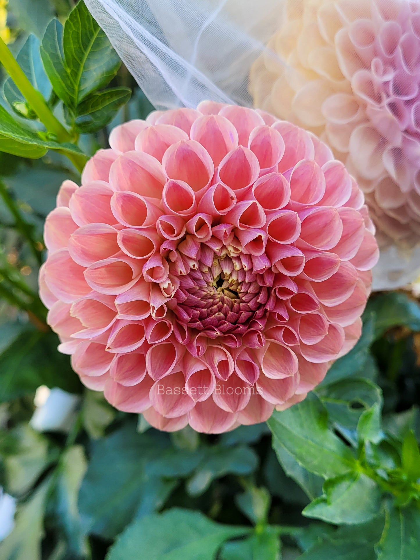 Clearview Peachy - Dahlia Tuber