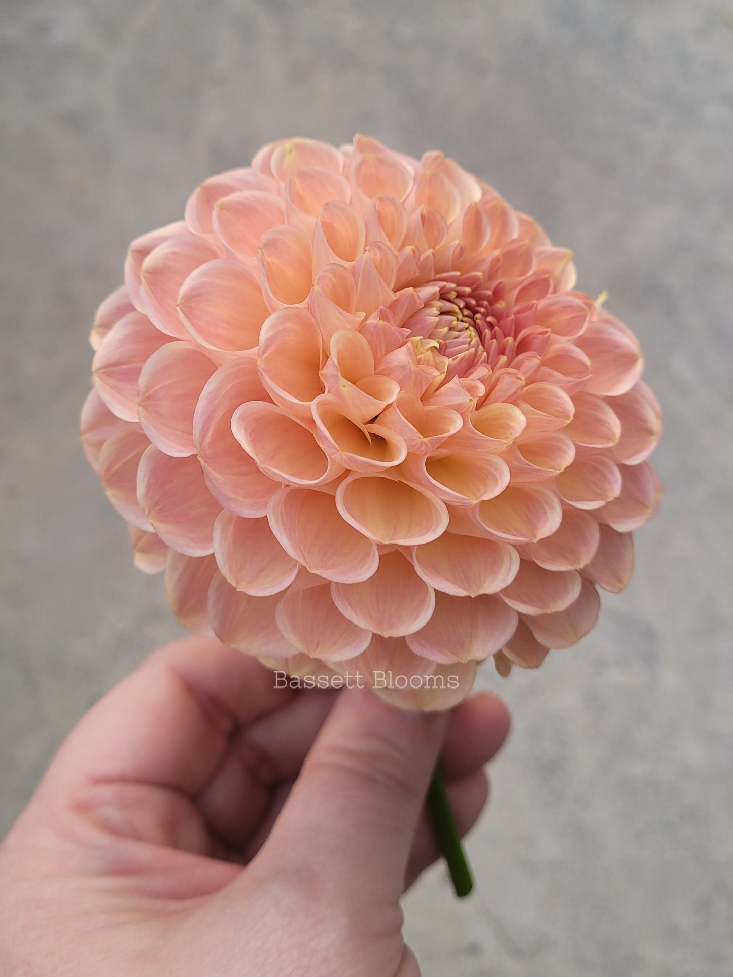 Clearview Peachy - Dahlia Tuber