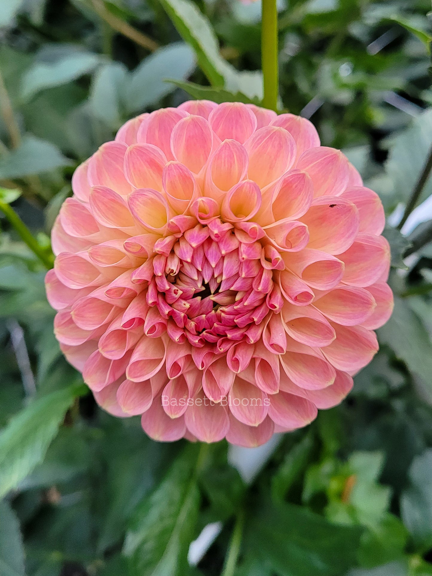 Clearview Peachy - Dahlia Tuber