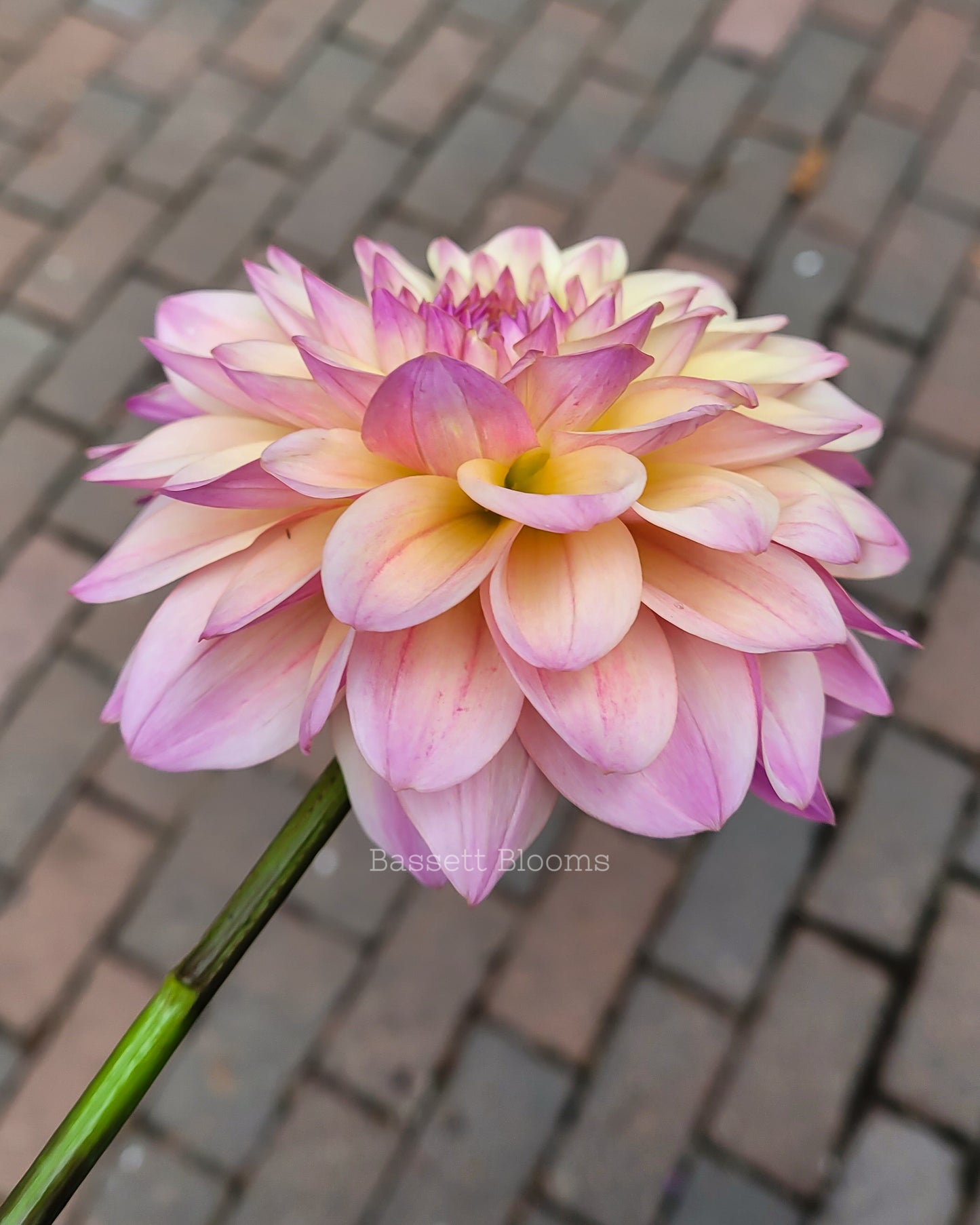 Coralie - Dahlia Tuber