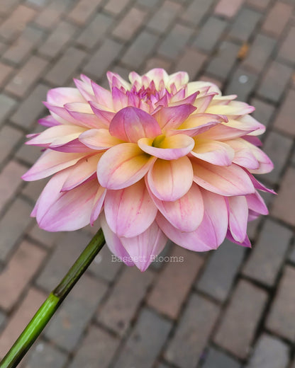 Coralie - Dahlia Tuber