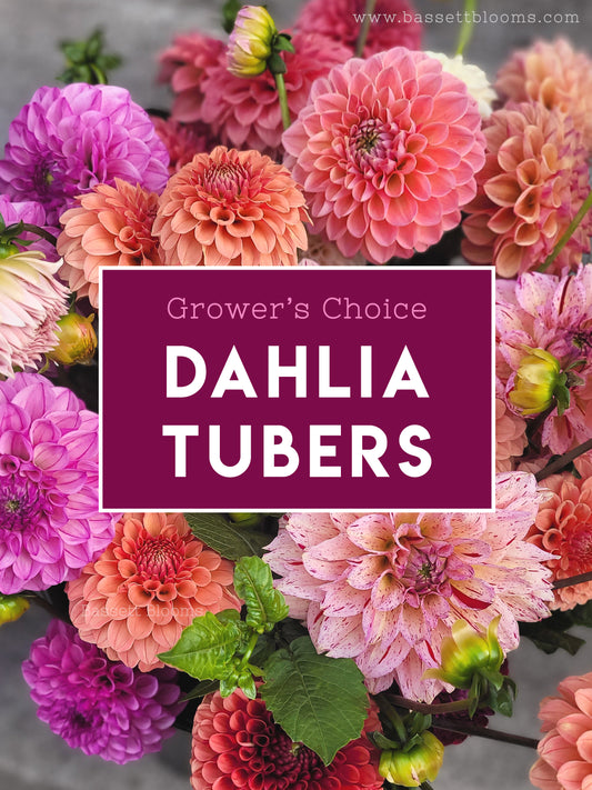 Grower's Choice - Dahlia Tubers (labeled)