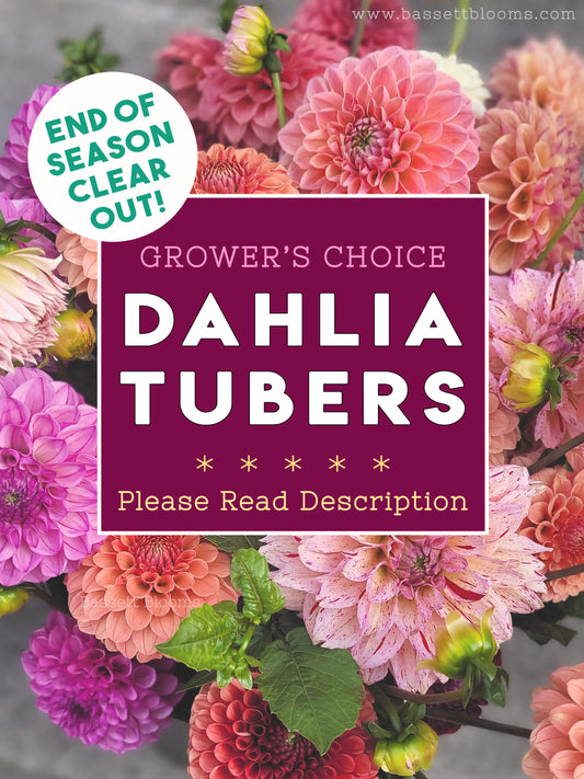 GROWER'S CHOICE - 10 Dahlia Tubers - End of Season