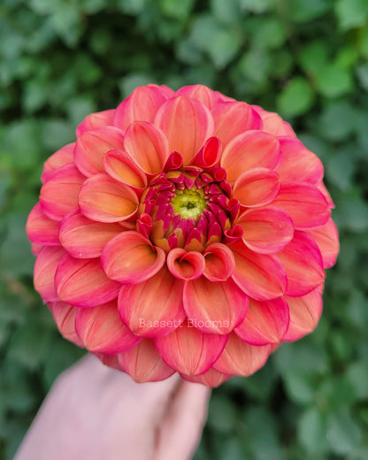 Ice Tea - Dahlia Tuber