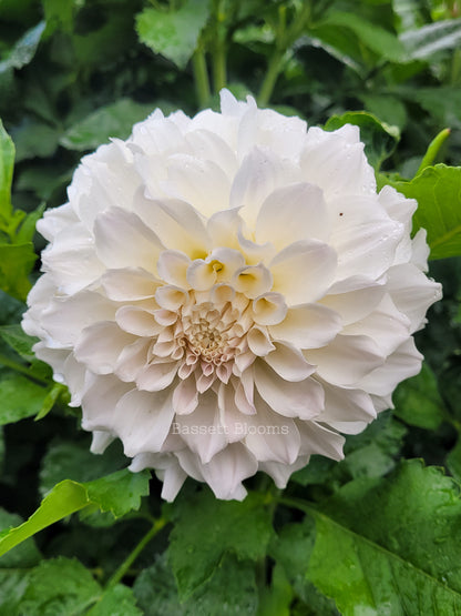 Irish Ruffles - Dahlia Tuber