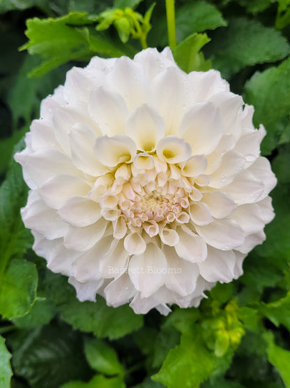 Irish Ruffles - Dahlia Tuber