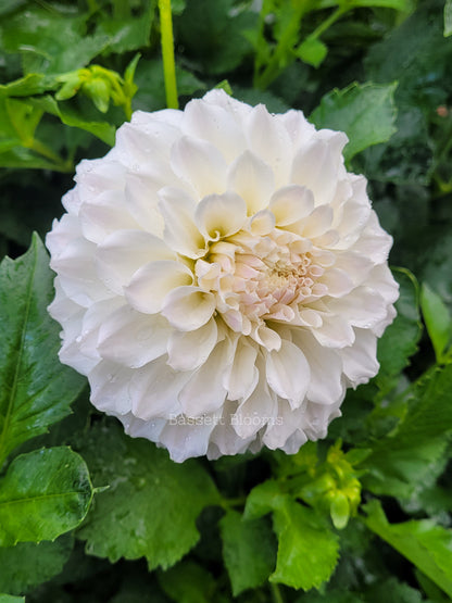 Irish Ruffles - Dahlia Tuber