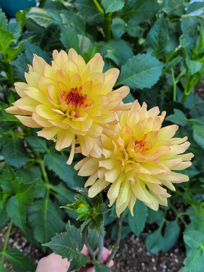 Keith H - Dahlia Tuber