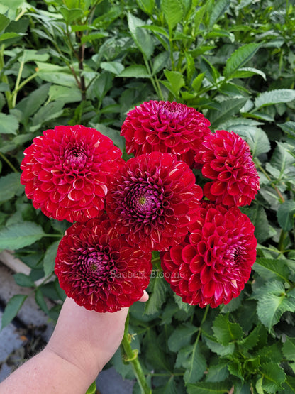 Ken's Choice - Dahlia Tuber