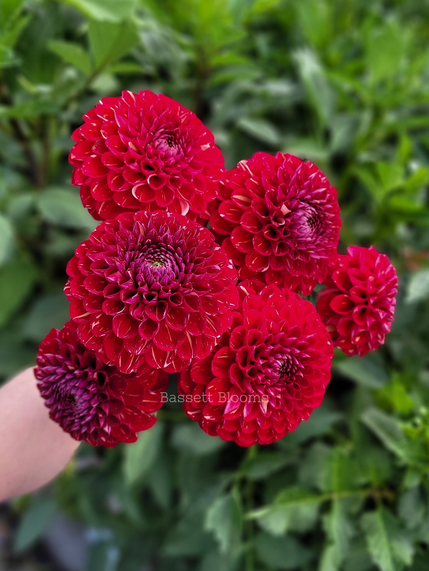 Ken's Choice - Dahlia Tuber