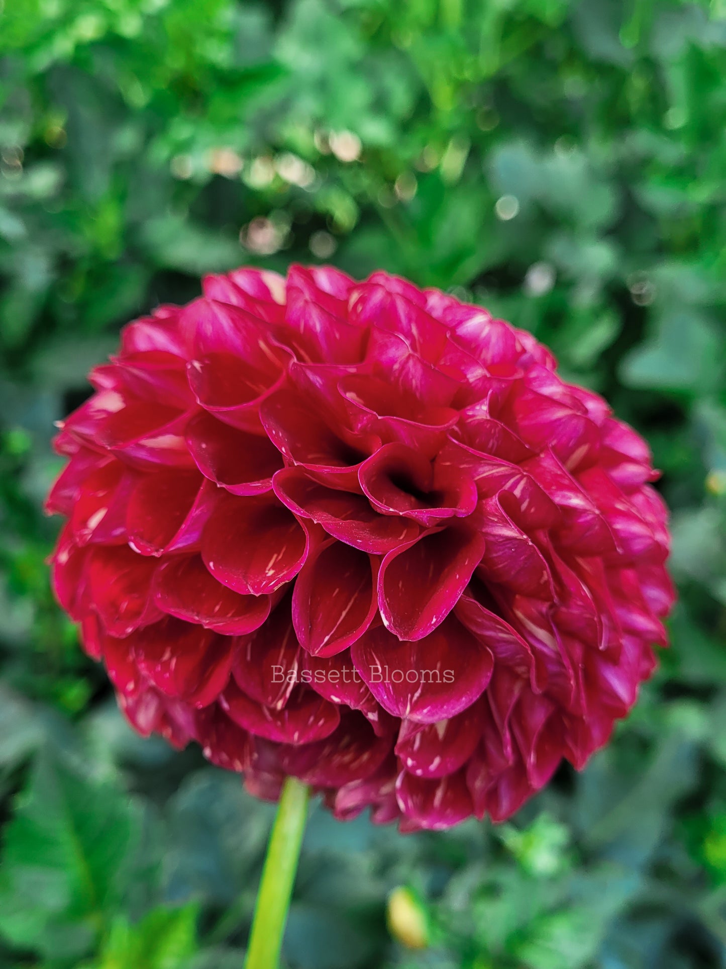 Ken's Choice - Dahlia Tuber