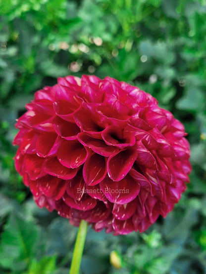 Ken's Choice - Dahlia Tuber