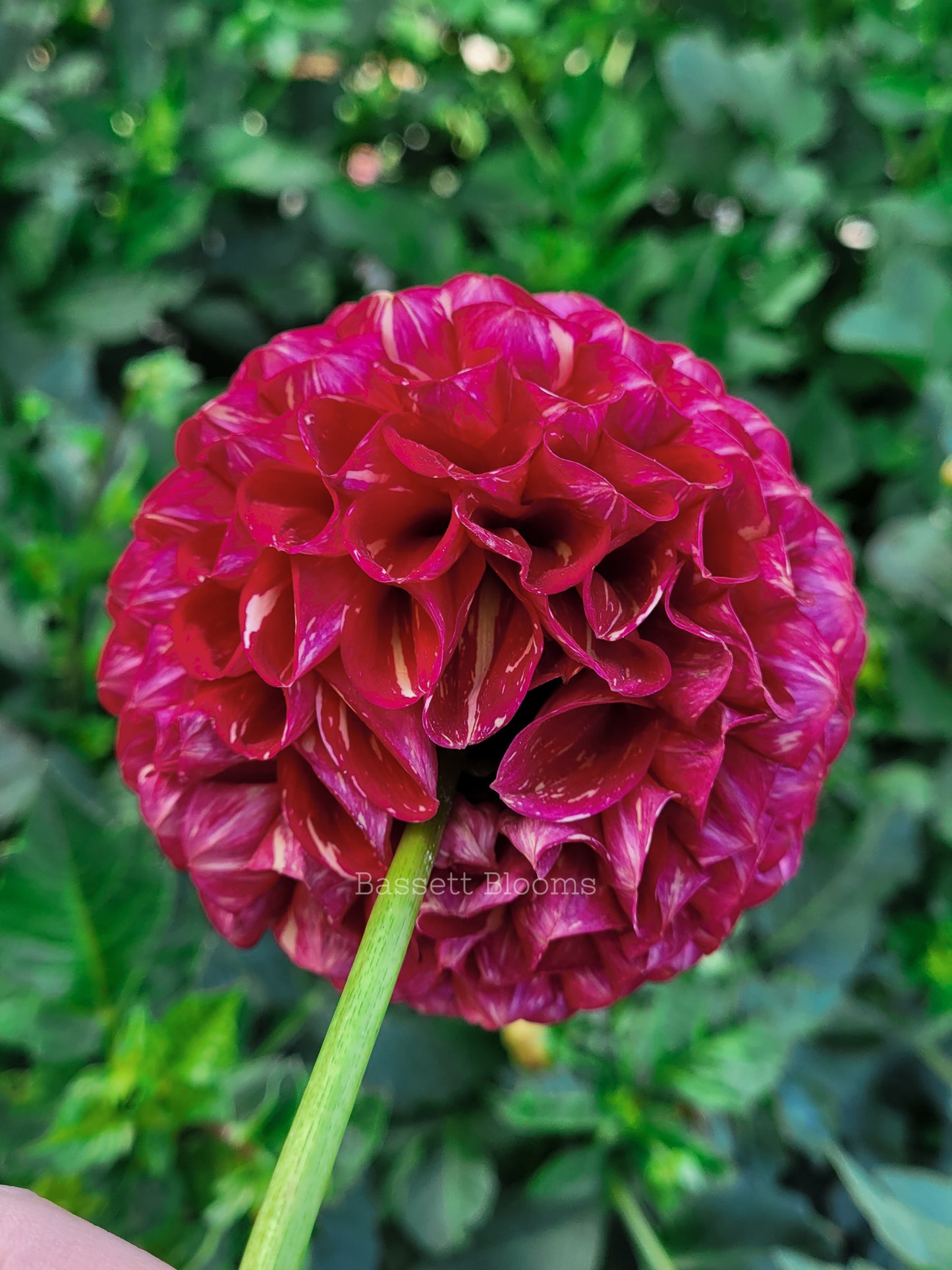 Ken's Choice - Dahlia Tuber