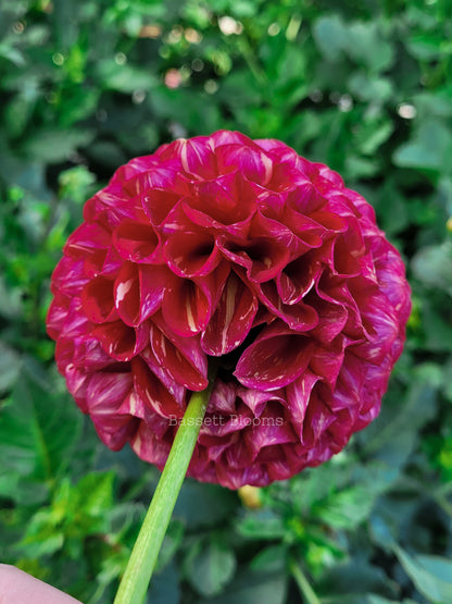 Ken's Choice - Dahlia Tuber
