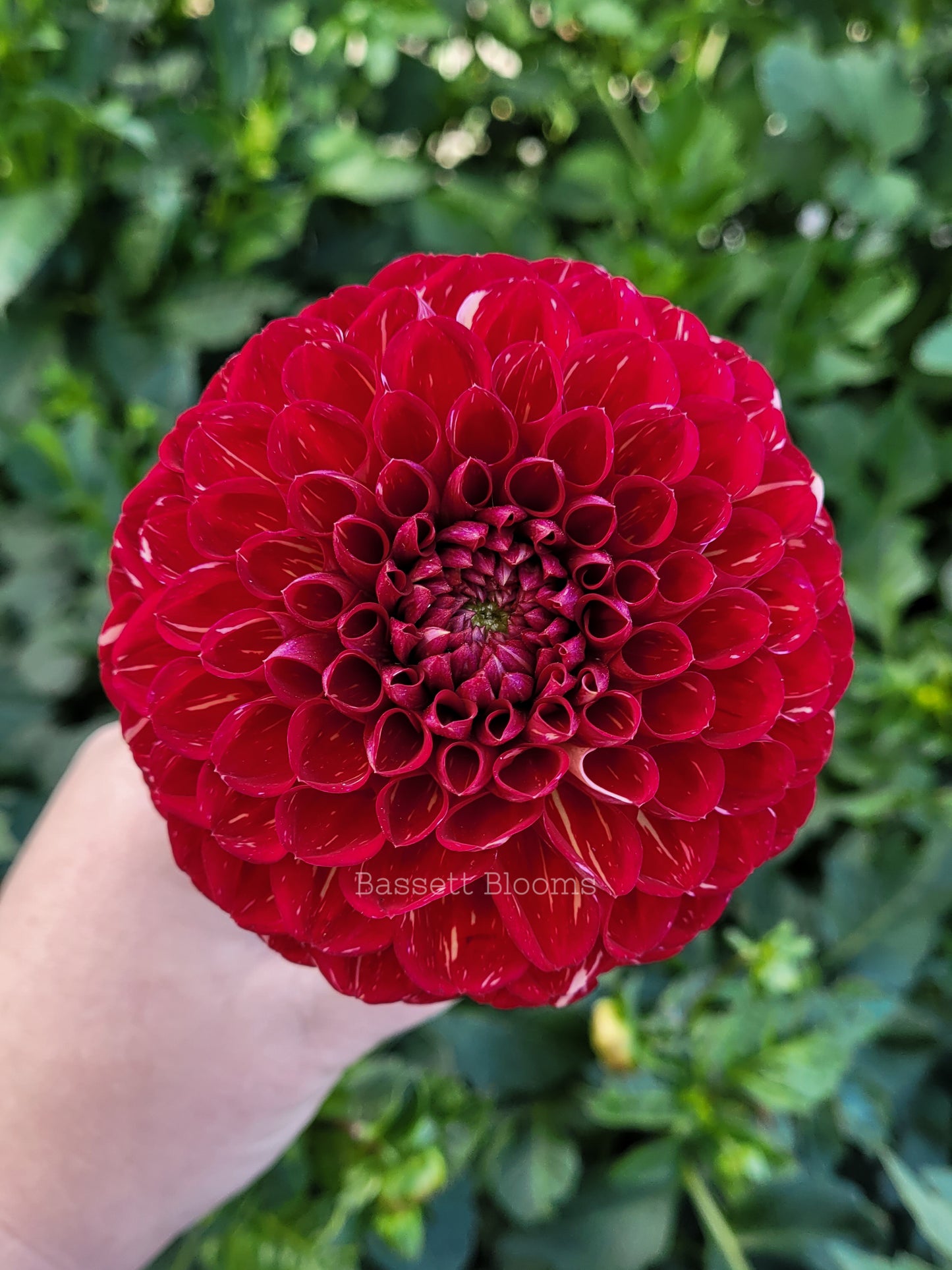 Ken's Choice - Dahlia Tuber