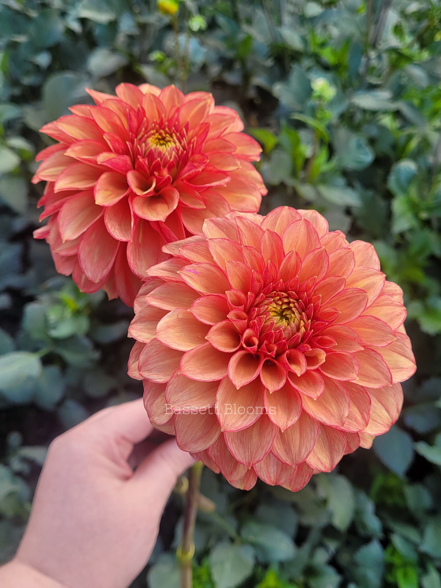 Lakeview Lucky - Dahlia Tuber