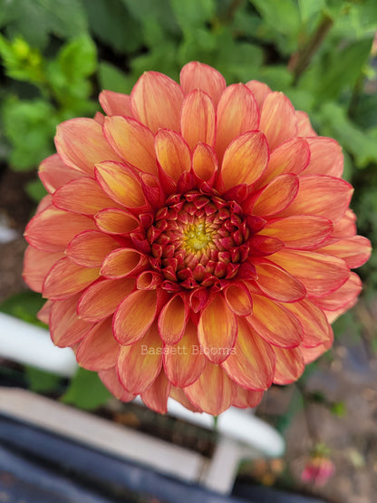 Lakeview Lucky - Dahlia Tuber