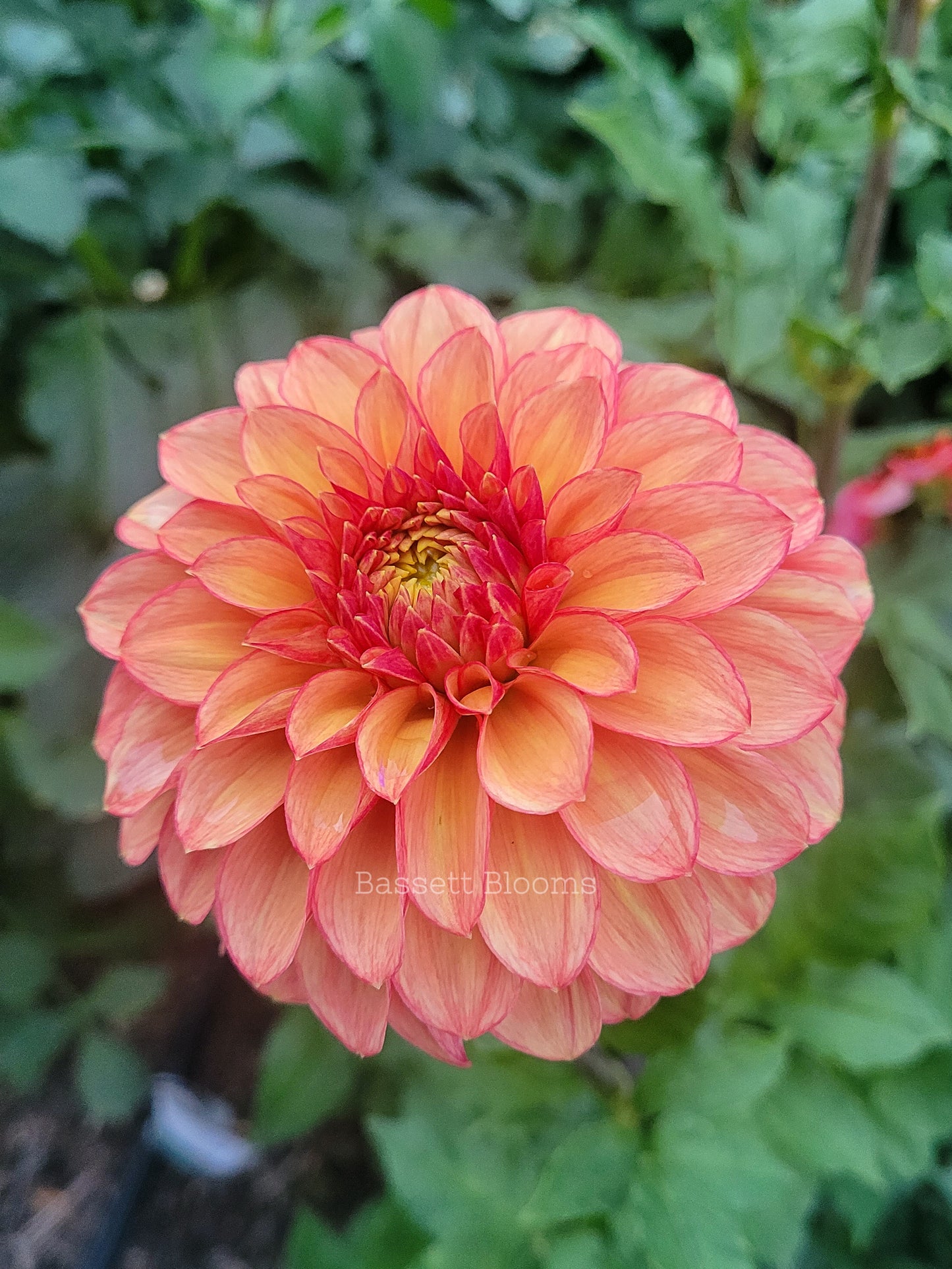 Lakeview Lucky - Dahlia Tuber