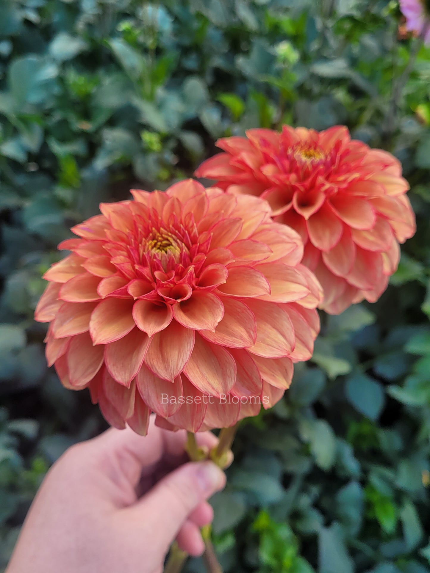 Lakeview Lucky - Dahlia Tuber
