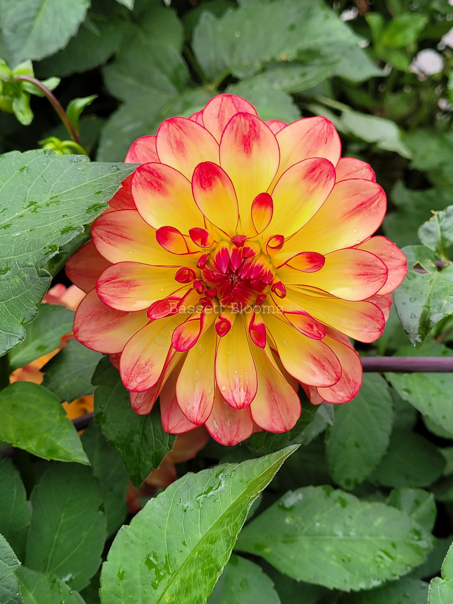 Mai Tai - Dahlia Tuber