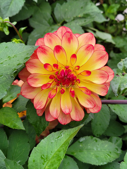 Mai Tai - Dahlia Tuber