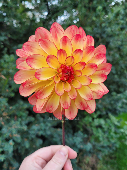 Mai Tai - Dahlia Tuber