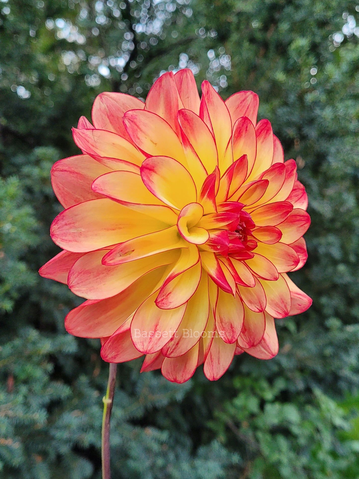 Mai Tai - Dahlia Tuber