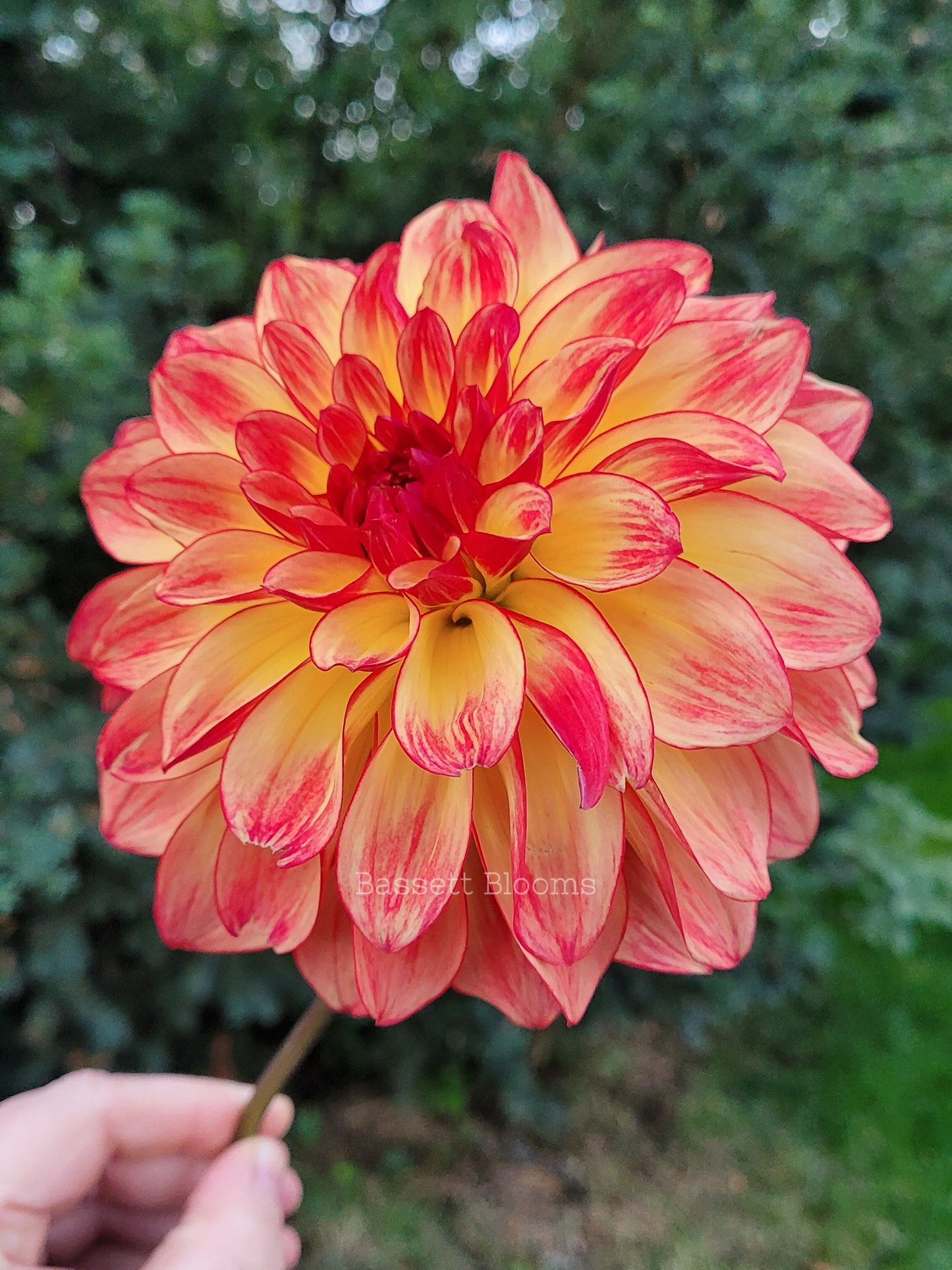 Mai Tai - Dahlia Tuber