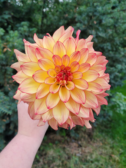Mai Tai - Dahlia Tuber