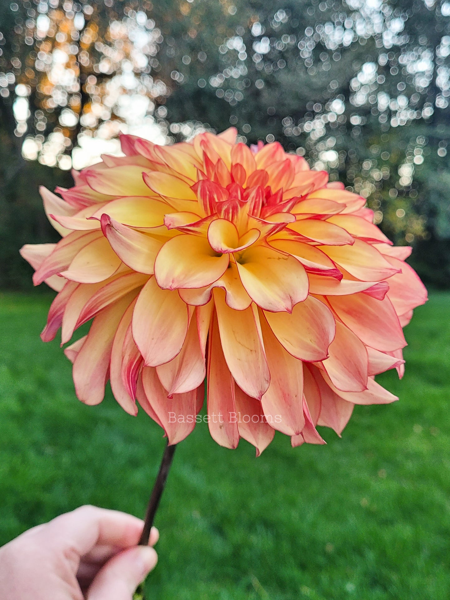 Mai Tai - Dahlia Tuber